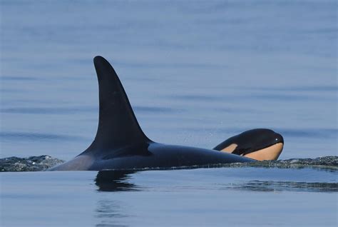 Orca That Carried Her Dead Calf For 2 Weeks Gives Birth To A Healthy Baby