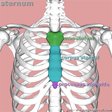 Sternum : définition et explications