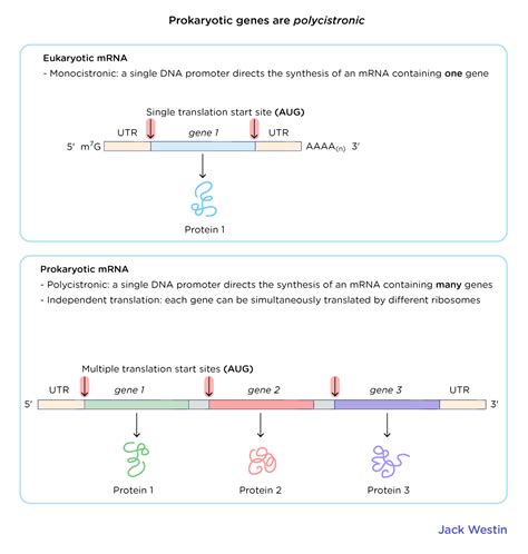 Operon Concept Jacob Monod Model - Control Of Gene Expression In ...