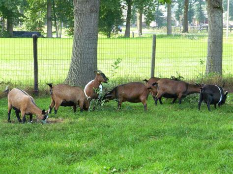 How to Raise and Care for Pygmy Goats