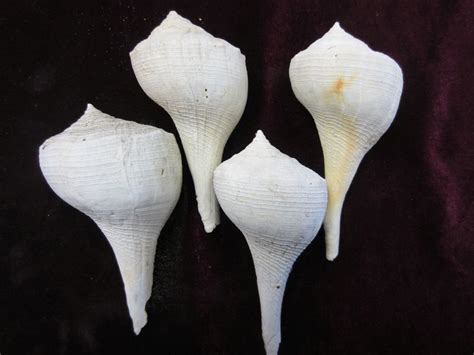 4 Fossil Whelk Shells from Caloosa Shell Pit , Ruskin, Florida , # ...