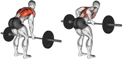 Master the Reverse Grip Row for Stronger Back and Biceps – Fitness Volt