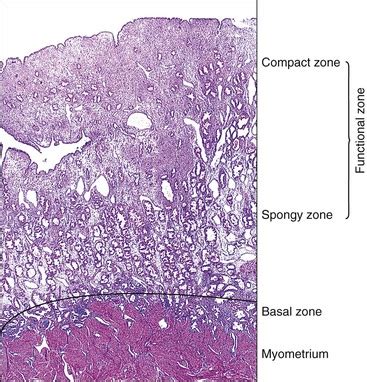 The Normal Endometrium | Basicmedical Key