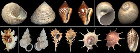 Pitzviews Learning: Research on Gastropods