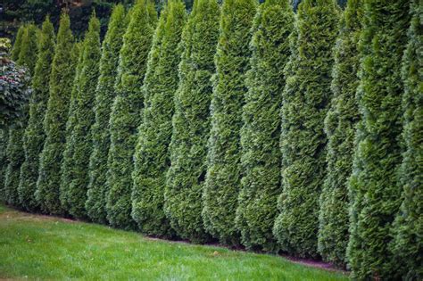 Arborvitae Fence Line