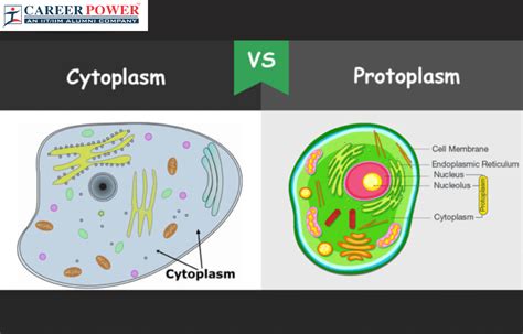 Difference Between Cytoplasm and Protoplasm