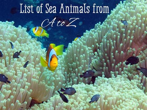 List of Sea Animals A-Z - Owlcation