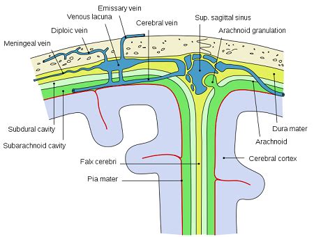 Arrange the Spinal Meninges From Innermost Layer to Outermost Layer