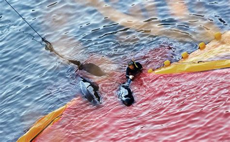 Japanese Sea Turns Blood Red As The Annual Taiji Dolphin Hunt Begins