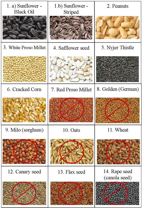 different types of bird seed