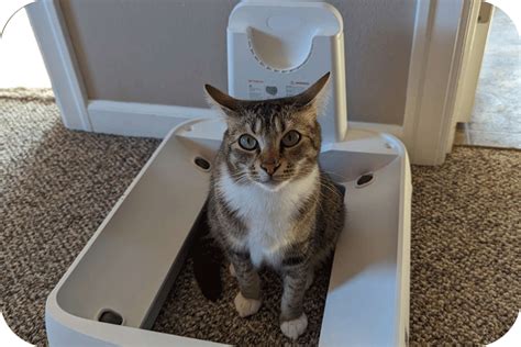 Optimizing Cat Litter Box Placement for Your Cats – Meowant