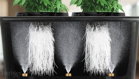 Aeroponic Weed Growing: Everything You Need to Know - Herbies Seeds