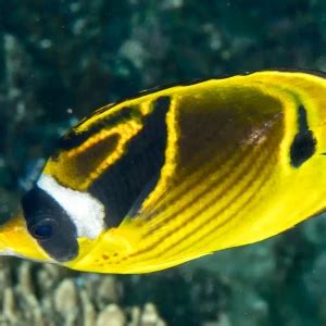 Raccoon butterflyfish - Facts, Diet, Habitat & Pictures on Animalia.bio