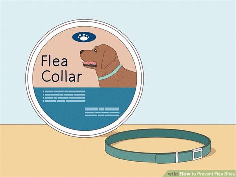 How to Prevent Flea Bites on Humans and Pets