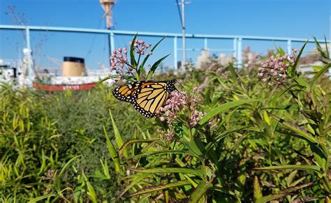 66 Square Feet (Plus): Butterfly meadow - Pier 6