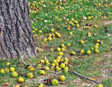 Why All Homeowners Should Know How to Identify Black Walnut Trees