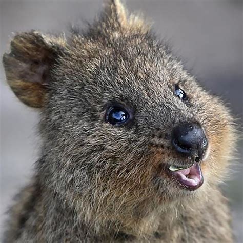 Cutest Australian Animals And Where To Find Them