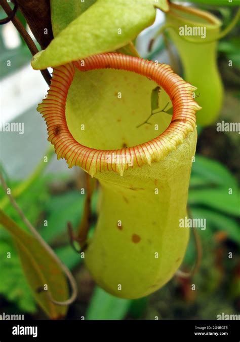 Nepenthes, carnivorous plant, insectivorous plant, Brazil Stock Photo - Alamy