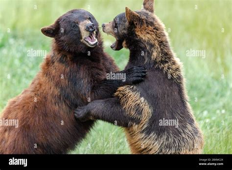 American Black Bear fighting in the meadow Stock Photo - Alamy