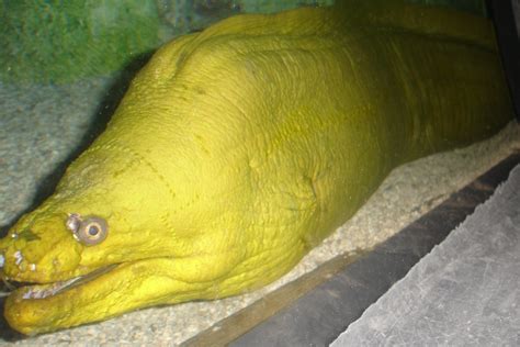 Green Moray Eel