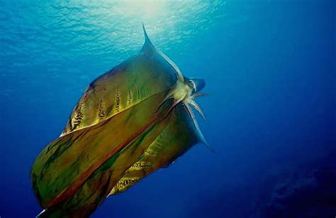 Watch: The spectacular female ‘Blanket Octopus’ was seen unfurling its stunning, fleshy cape ...