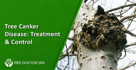 Tree Canker Disease: Treatment & Control