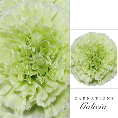 Green Carnations 2018-2019 - EbloomsDirect – Eblooms Farm Direct Inc.