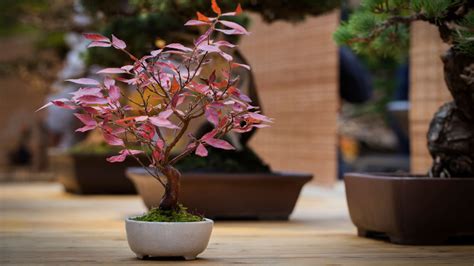 Bonsai Styles for Beginners: 5 Basic Styles for Your First Trees - Bonsai Made Simple