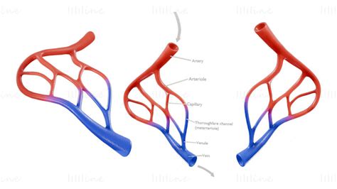 Blood Vessel Anatomy 3D Model