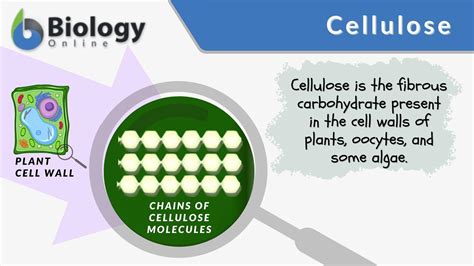 Cellulose Definition and Examples - Biology Online Dictionary