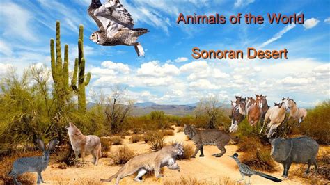 Animals of the World | Sonoran Desert | Educational Videos for Kids - YouTube