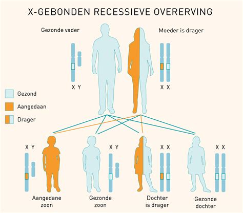 X-gebonden recessieve overerving | Erfelijkheid.nl