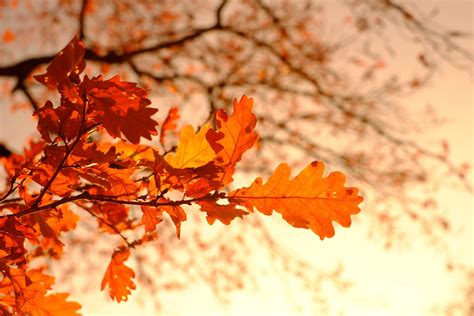 Pourquoi les feuilles changent de couleur ? - La Salamandre