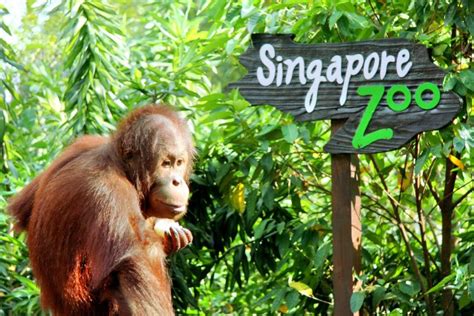 Singapore Zoo travel guidebook –must visit attractions in Singapore ...