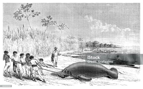 People Hunting Manatee In Florida Usa 1865 Stock Illustration ...