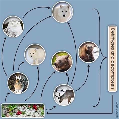 Arctic Wolf Food Chain