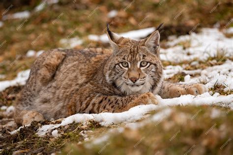 Free Photo | Beautiful and endangered eurasian lynx in the nature habitat lynx lynx