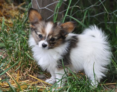 Road's End Papillons : Available Papillon Puppies