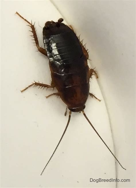 Pictures of the Cockroach along with information, nicknamed Waterbug