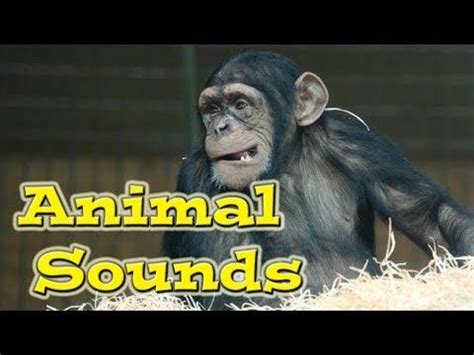 Jungle Safari Theme | Wild animal sounds, Animals, Forest animals