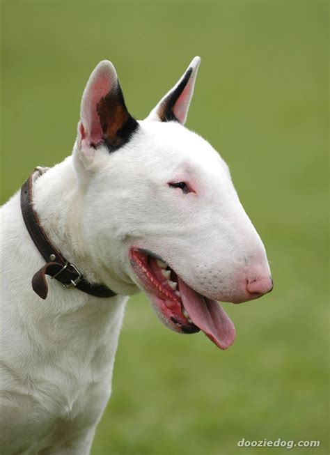 Bull Terrier - Dogs breeds | Pets