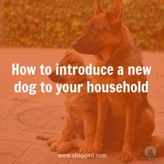 Tips for a happy home! How to introduce a new dog to your household - read more https://www ...