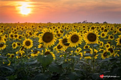 Sunflower Sunrise — 34th State Media LLC