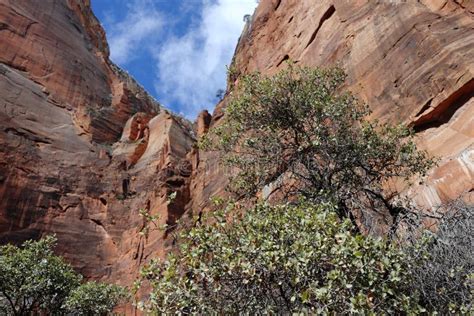 Snow in Zion National Park ! Utah Stock Image - Image of utah, plants ...