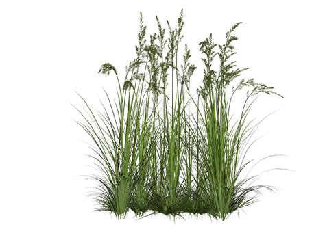 Tall Green Grass on White Background