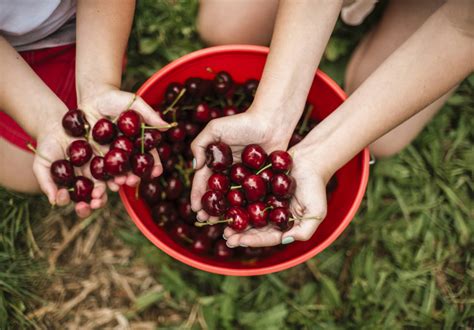 Pick Your Own Cherries