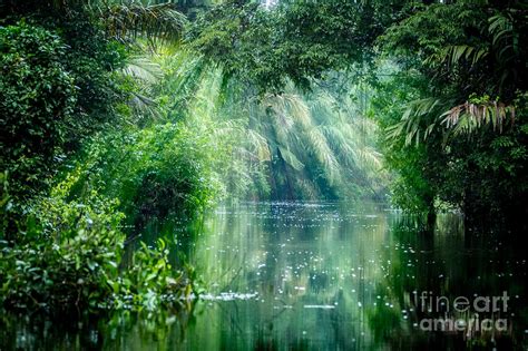 Tortuguero National Park Rainforest Photograph by Ronnybas Frimages - Pixels