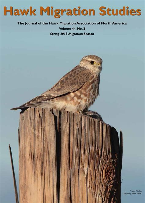 Hawk Migration Studies – HMANA