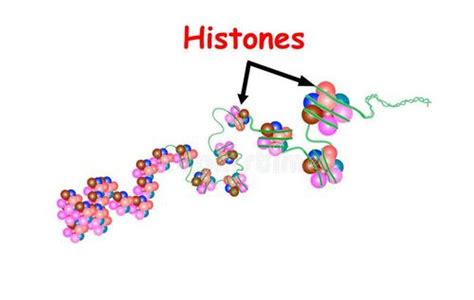 组蛋白基因组稳定性的守护者 - 中国基因网