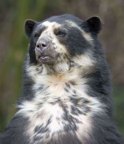 Spectacled Bear | CRITTERFACTS